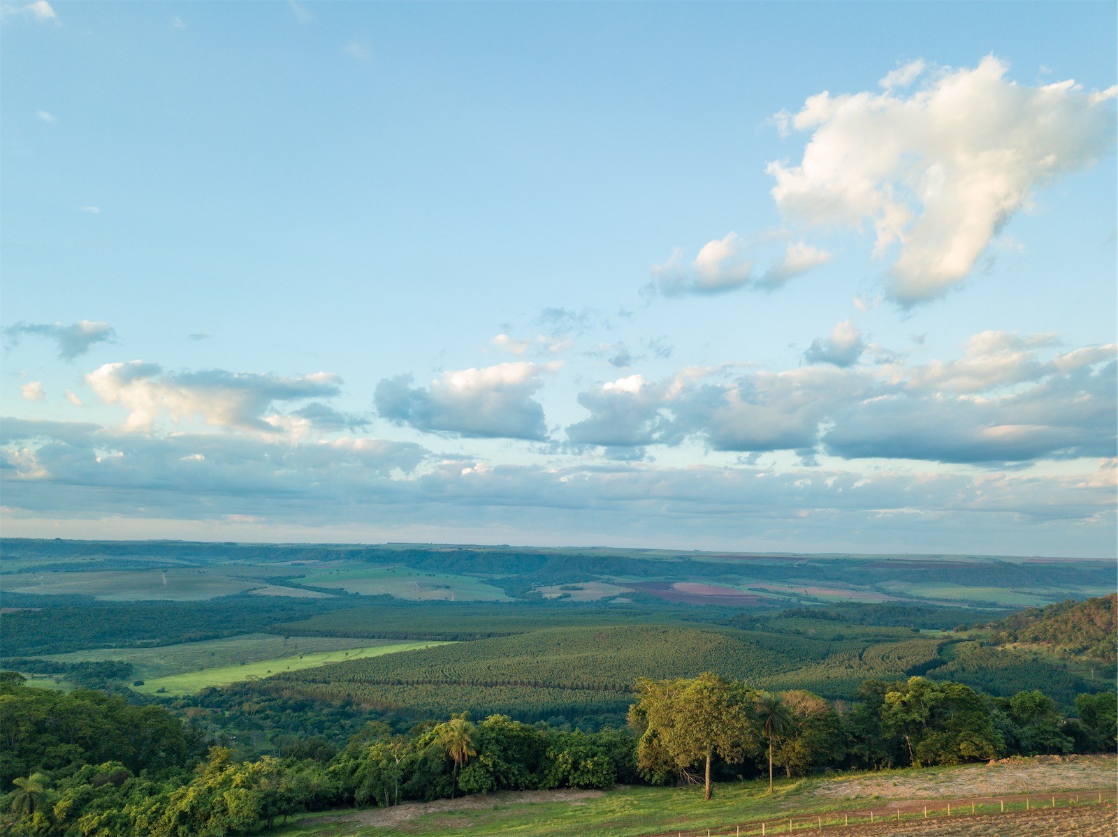 O horizonte verde da Fazenda Bela Vista