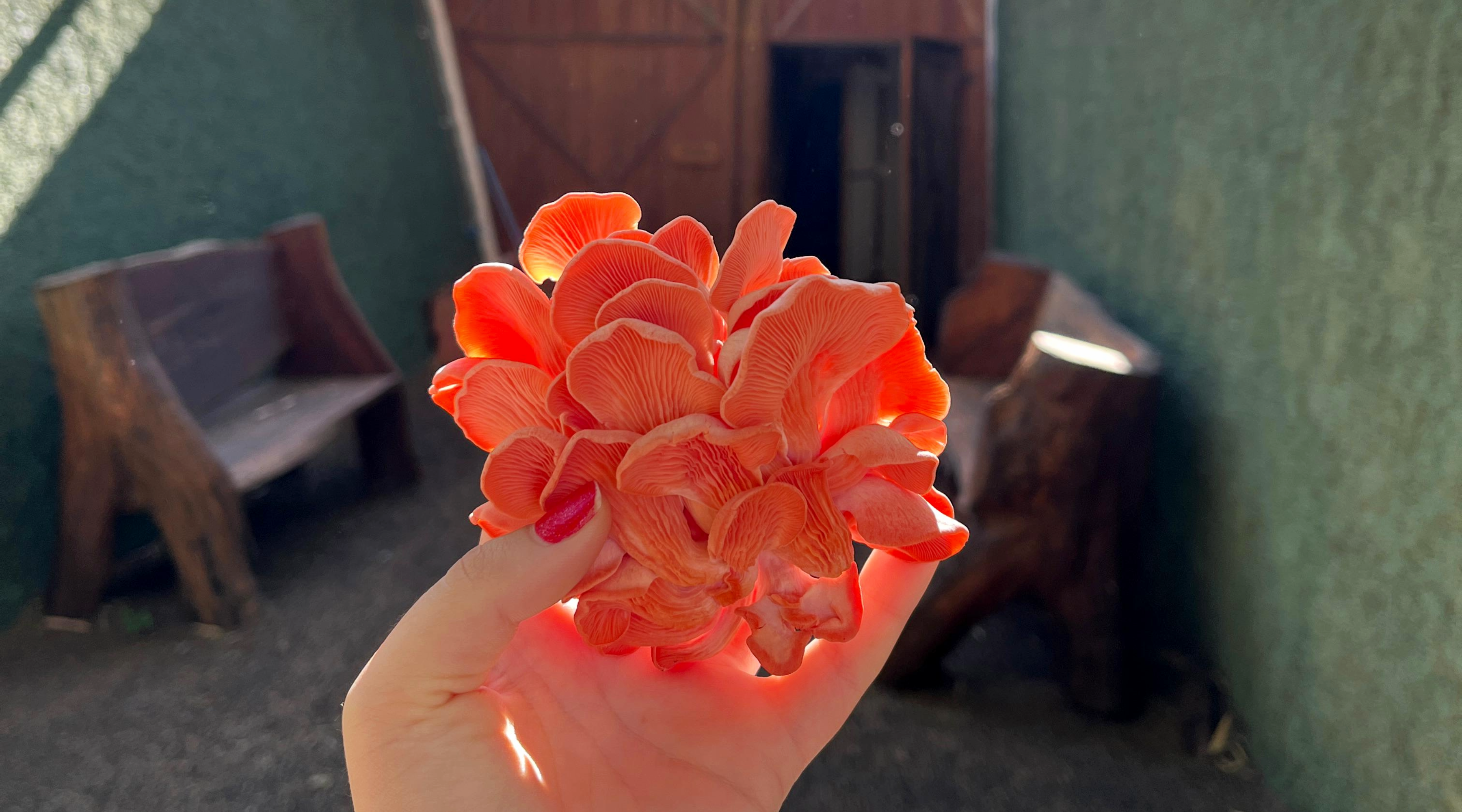 Novas Aquisições de Cogumelos no Hotel Fazenda Bela Vista